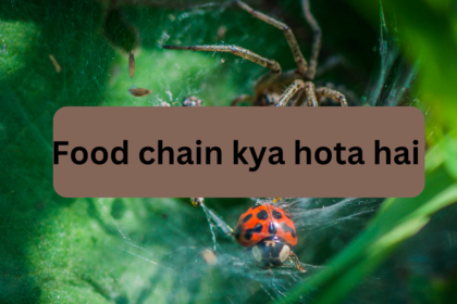 Food chain kya hota hai